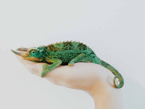 How to prepare your home for a new reptile pet?